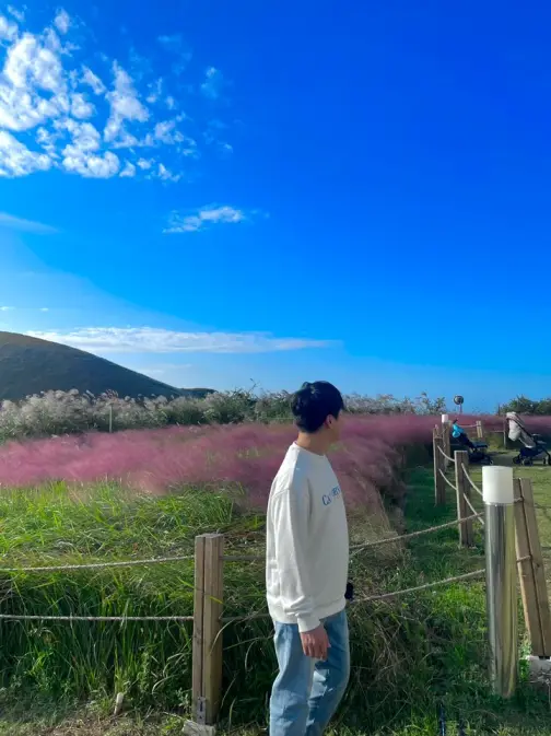 제주도 제주시 애월 새빌 새별오름과 핑크뮬리로 유명한 카페